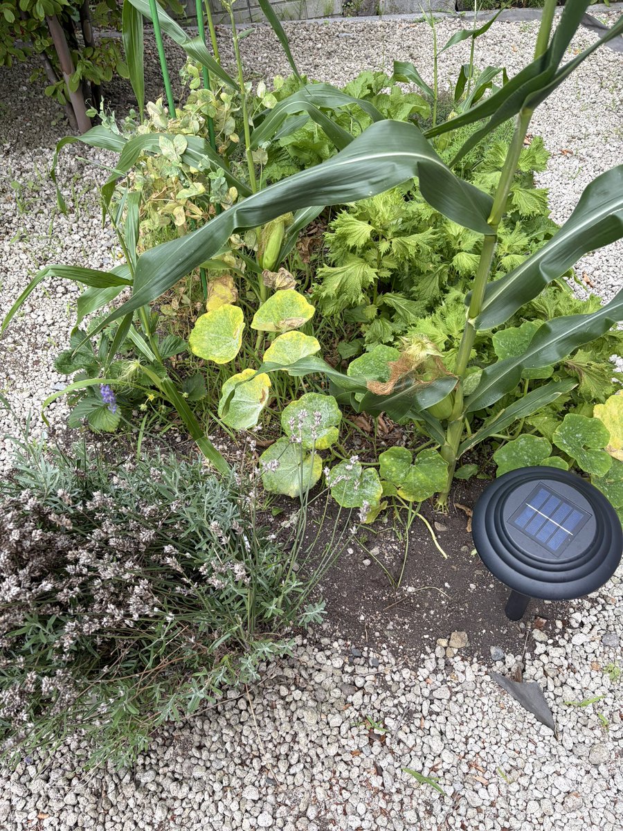 Ken_natureFarm's tweet photo. 【チャレンジ117日目】🌱
117日目の庭

ずっとカ��チャかと思ってたのでスルーしてたのですが、花を見て明らかに違うなーと思い、Google先生に聞いたところ、きゅうりのようです🥒
確かに地生え胡瓜の種を蒔いたのを思い出しました💡

#自然農法 #家庭菜園 #コンポスト #北海道 https://t.co/HJCs7YwvC3