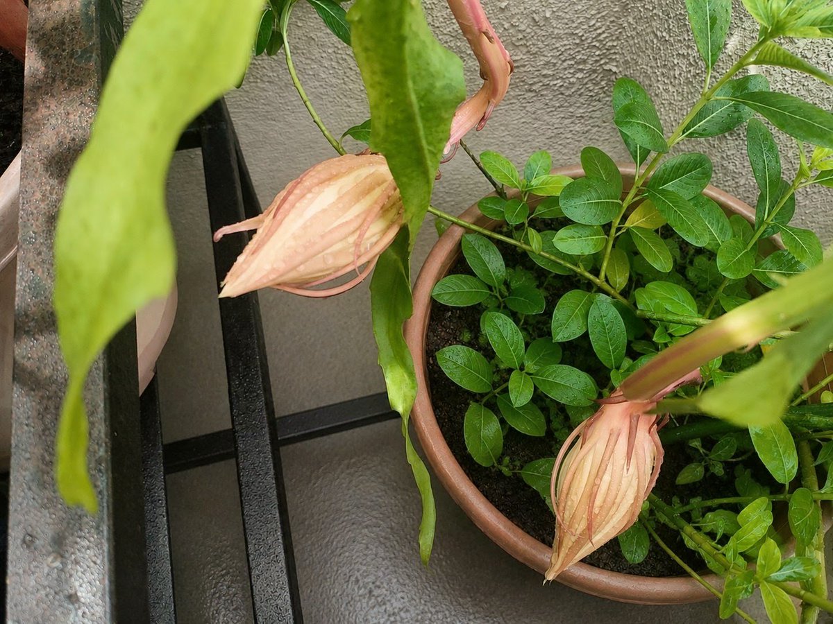 priety_preets's tweet photo. Waiting for the Brahmakamals (Queens of the Night) to bloom, bloom, bloom tonight. https://t.co/xJRcqmudhp