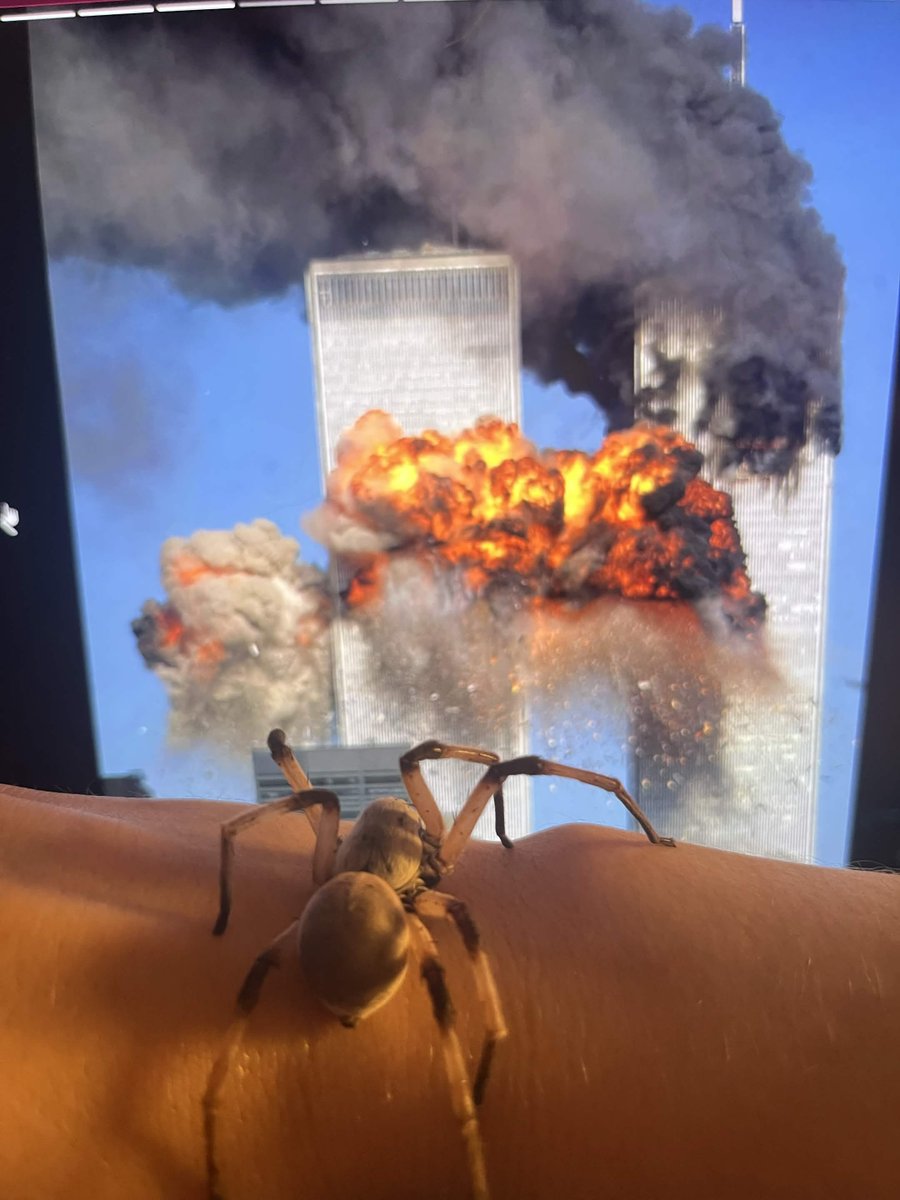 feedorahe's tweet photo. showing my huntsman spider things she's never seen before: 9/11 https://t.co/n9er3sdywE