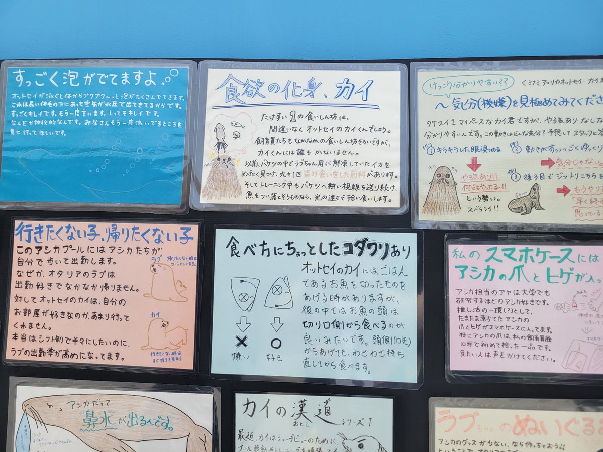 Todo25255656's tweet photo. 開幕戦　A名古屋に勝利🙌

翌日は気分よく観光
#竹島水族館　オットセイのカイくん
飼育員さんの手作りの解説に☺️

ここにも漢気あるカイくんがいました
また会いに行こう！ https://t.co/wChNkKCE1t