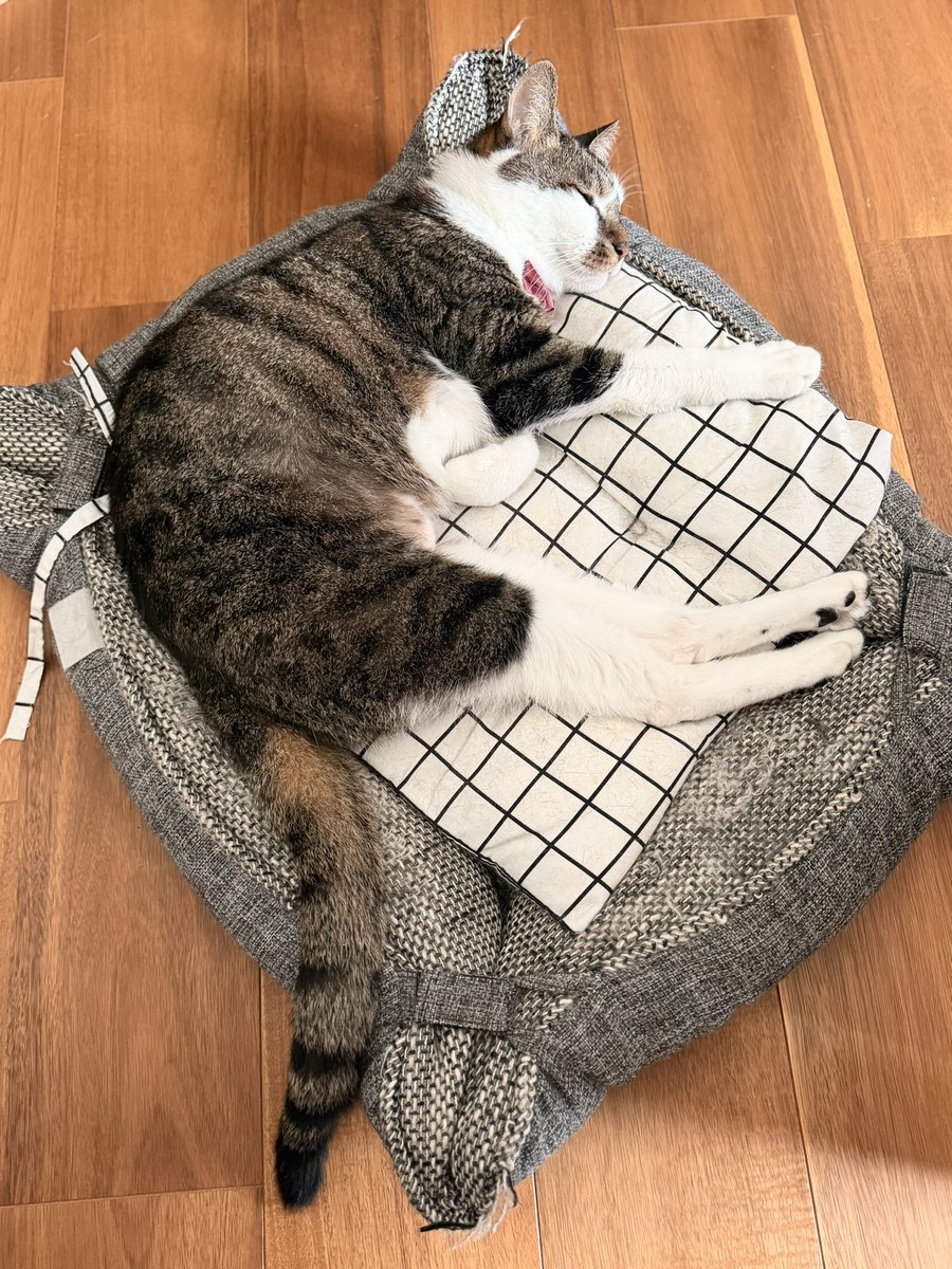 PinocoApollish's tweet photo. お盆休みも折り返し

#猫との休日 https://t.co/nWH1YYJ9zO