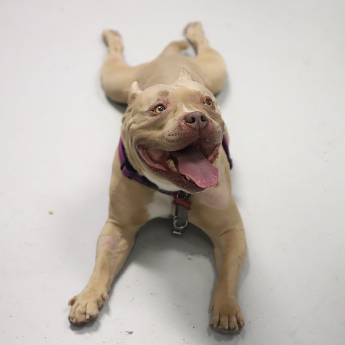 CalgaryHumane's tweet photo. Have you ever seen a better sploot👀? Meet Rafa!

Who needs a white noise machine when Rafa's snoring will do the trick? He’s got a joyful, youthful spirit and plenty of pep in his step🐾!

❤️Book an appointment with Rafa here: https://t.co/SztWykyNin

#DogAdoption #RescueDog https://t.co/qVkZcL7QE4