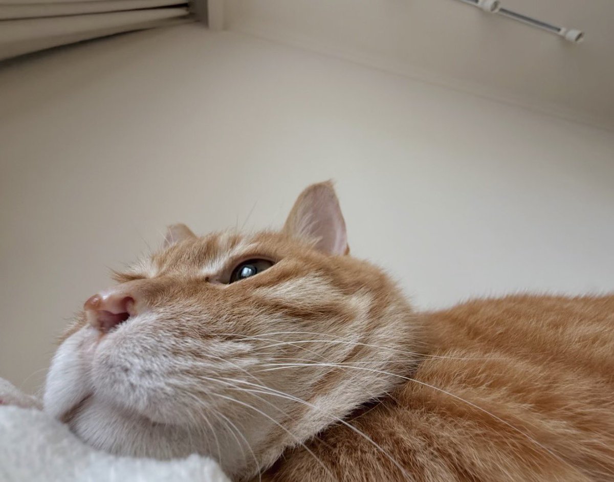 twaniimals's tweet photo. https://t.co/2mHnLDeVGa