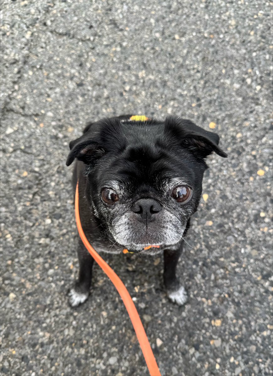 お尻が濡れたので お散歩はしませんよ #PUG #pug #パグ #黒パグ