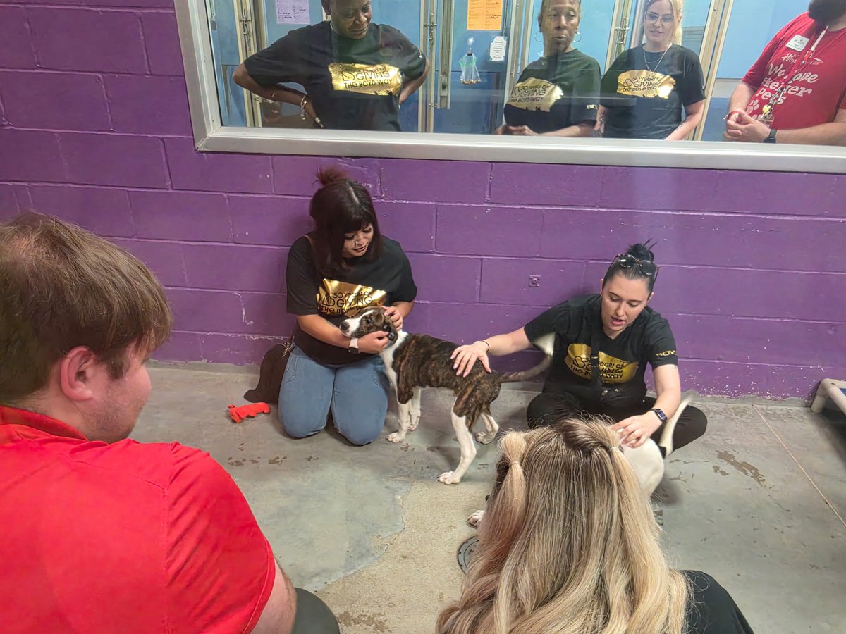 AmeristarKC's tweet photo. Ameristar Kansas City got its puppy love on! Our team had an amazing time volunteering for Wayside, an organization that rescues, heals, and finds homes for pets in need. 🐶🐱 https://t.co/ny7wI6aL7Y