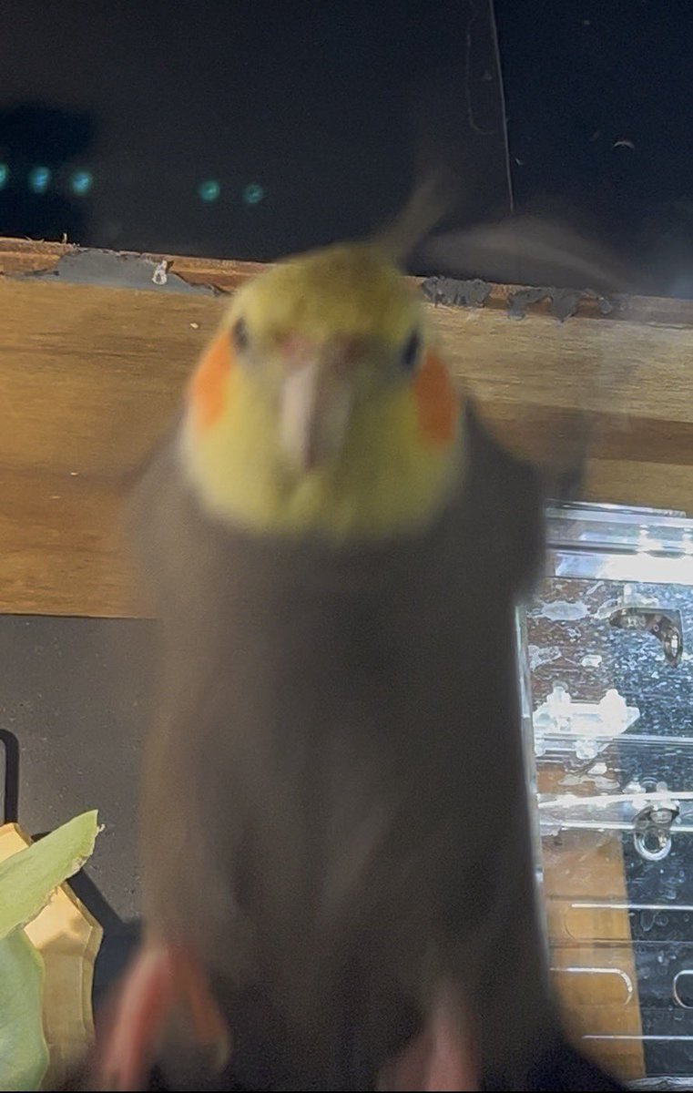 GNH4PAL's tweet photo. この生き物が体脂肪5%未満というのが未だに解せん https://t.co/IkSxlj7gFB