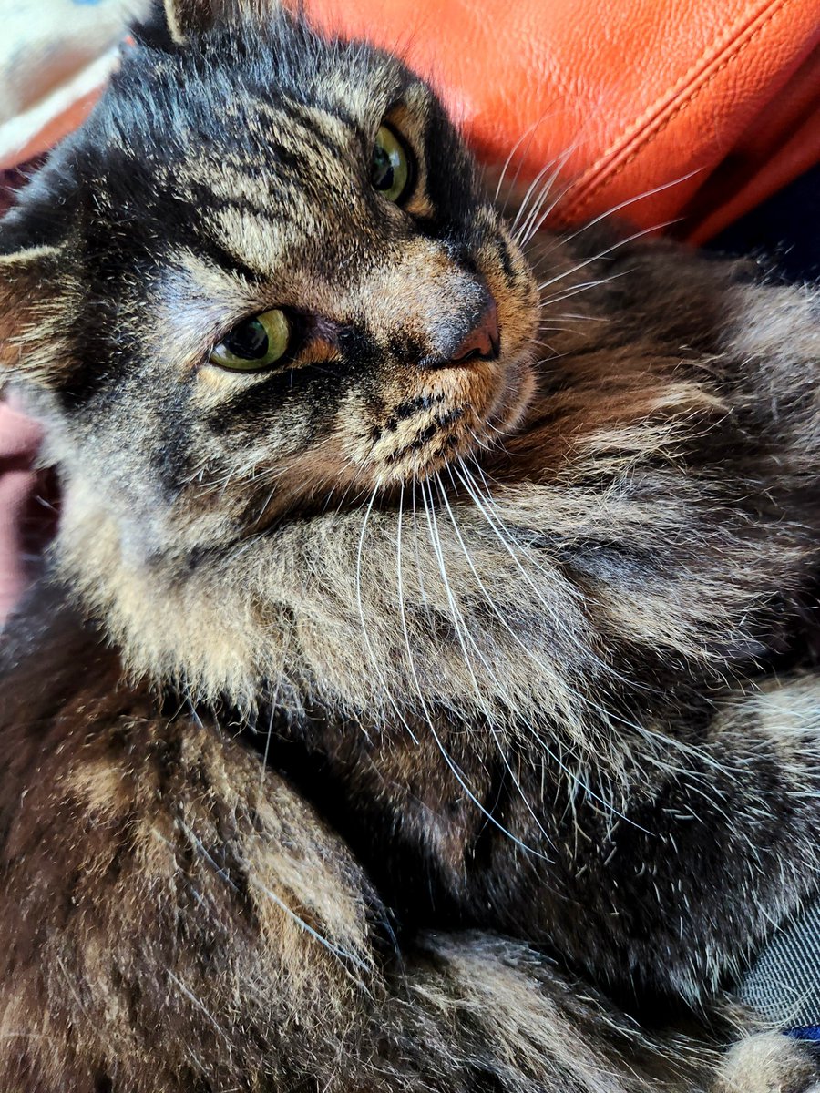 Post by 地図猫 on X: 猫吸い