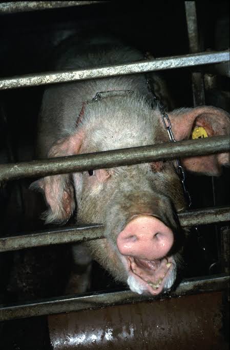 Sharzard5's tweet photo. If the billions of us screaming in cages could bestow social plaudits or impose social sanctions, how many would do a volte-face with alacrity?  Political animals, or political chameleons?

We are #OneBillionScreams
We are @PoliAnimalClass https://t.co/fXT4HnzOPu