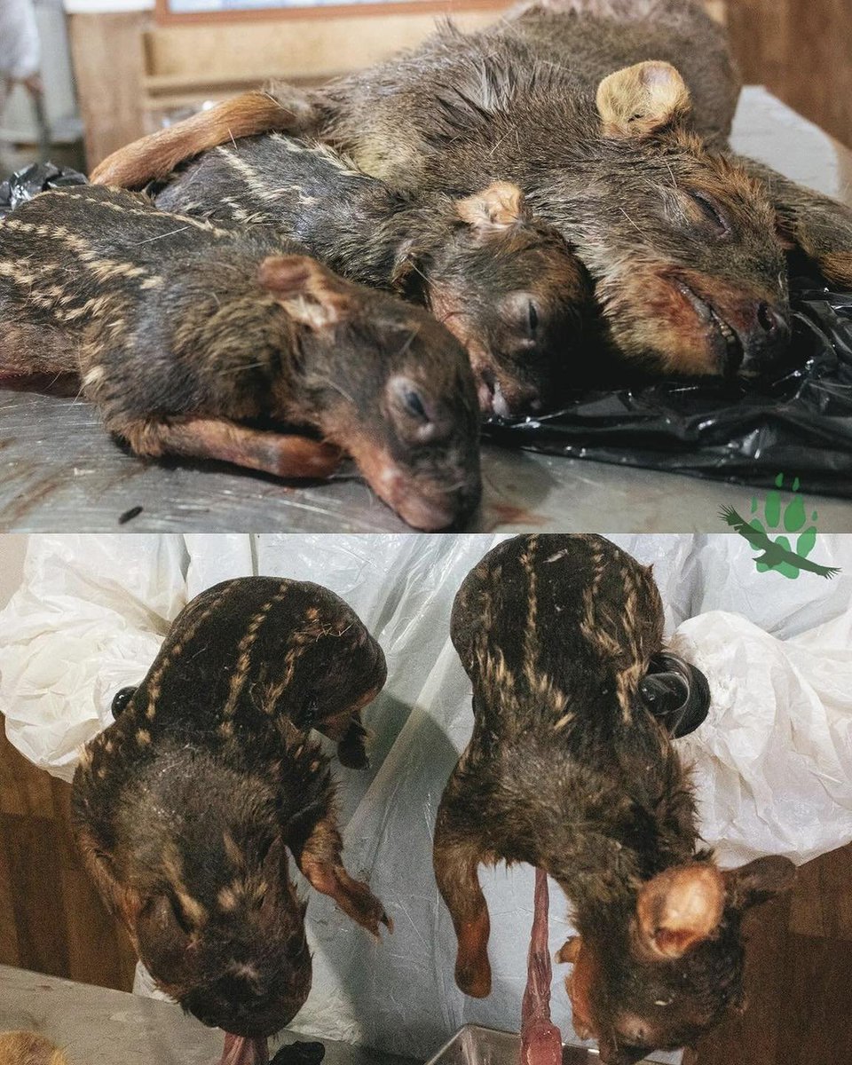 mariava65916032's tweet photo. Como vas a preferir salvar a una jauría de perros agresivos que pone en peligro a una especie completa? https://t.co/OHqqI9iip6
