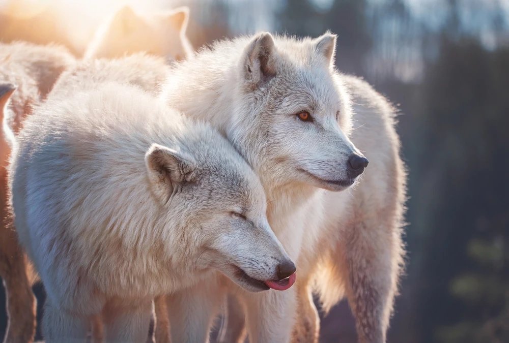AndoArbour8's tweet photo. It's International Wolf Day!!! 🐺Every 13th of August is all about the majestic but misunderstood ancestors of our dogs. They're so beautiful, intelligent, altruistic, and so much like us than we think.
#InternationalWolfDay #WolfDay https://t.co/ukwsBg2qpO