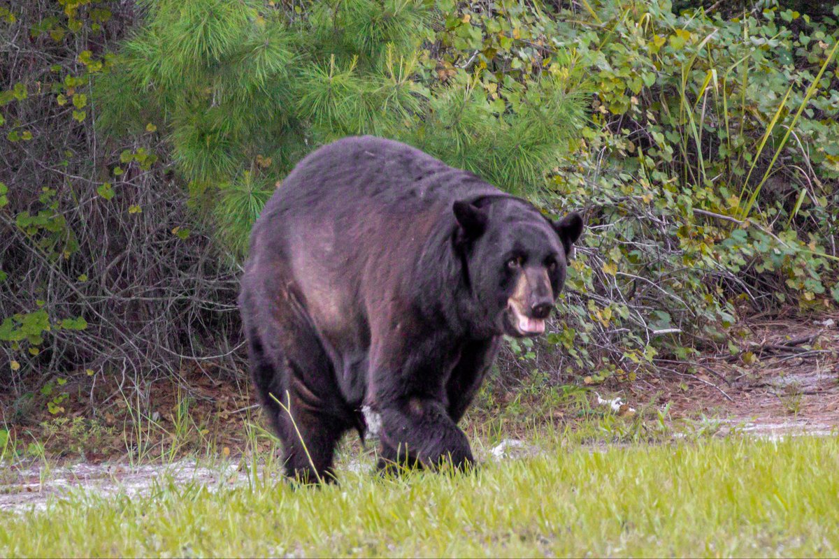 bugs836's tweet photo. Found a bear today, he was injured. FWL was called out, not sure of the next steps. 🐻 https://t.co/gk0ScW1MUp