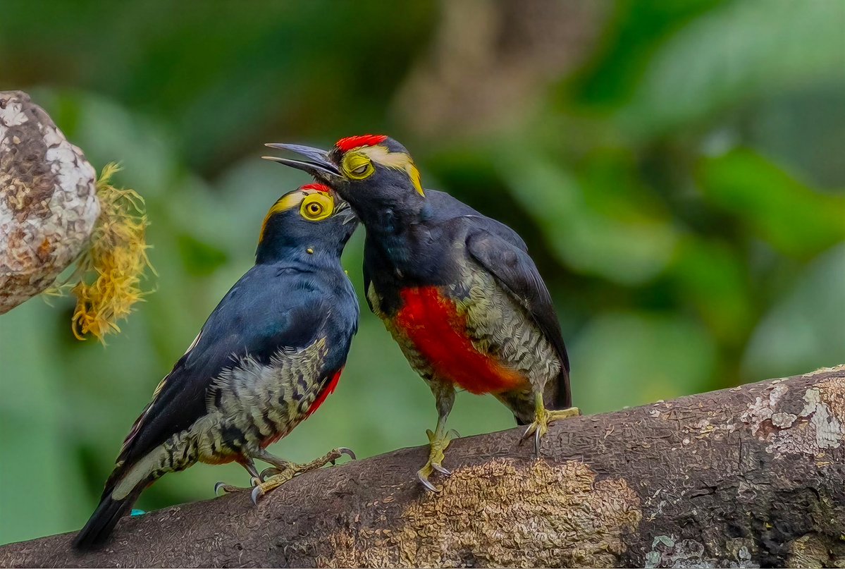 mitoGFP's tweet photo. Yellow-tufted woodpecker at #WildSumacolodge #birdseenin2026 #birds #birdphotography #woodpecker #birdsofecuador #Ecuador #sonyA1 #birdsoftwitter #birdcpp https://t.co/U2W1tqZ0DQ