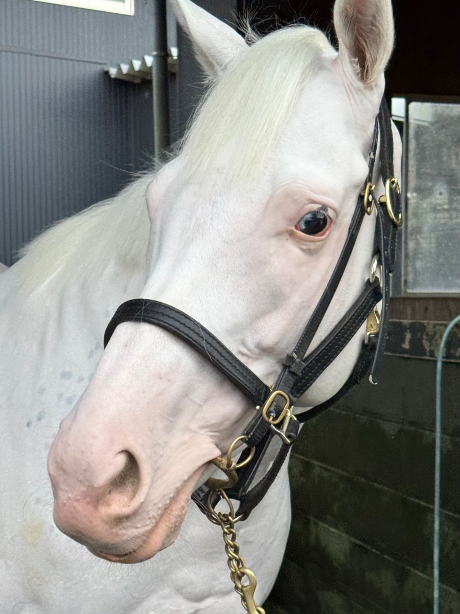 aoraki_family's tweet photo. 寝藁も食べちゃうアオラキくん🐴🩵
きっちりお供え物も食べて、すやすや寝てるアオラキの姿が目に浮かびます🤭

そして今日は妹スノーエルヴァのレースです🏇🩷アオラキお兄ちゃん応援よろしくお願いします🥰

#初盆 #食いしん坊 #月命日 https://t.co/lfU2WEV3Vb