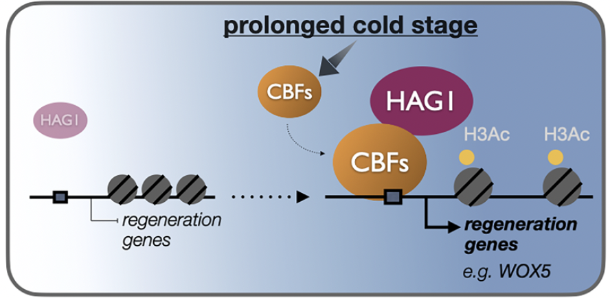 K_Sugimoto_Lab's tweet photo. New publication from the lab!

Winter cold doesn't just make plants flower — it also primes them to regenerate🌱❄️. We show cold-induced CBFs recruit HAG1 to switch on key regeneration genes like WOX5.

Many congrats to @FuYuHung!

https://t.co/HA3B4GTejj https://t.co/54IQwTyOV9