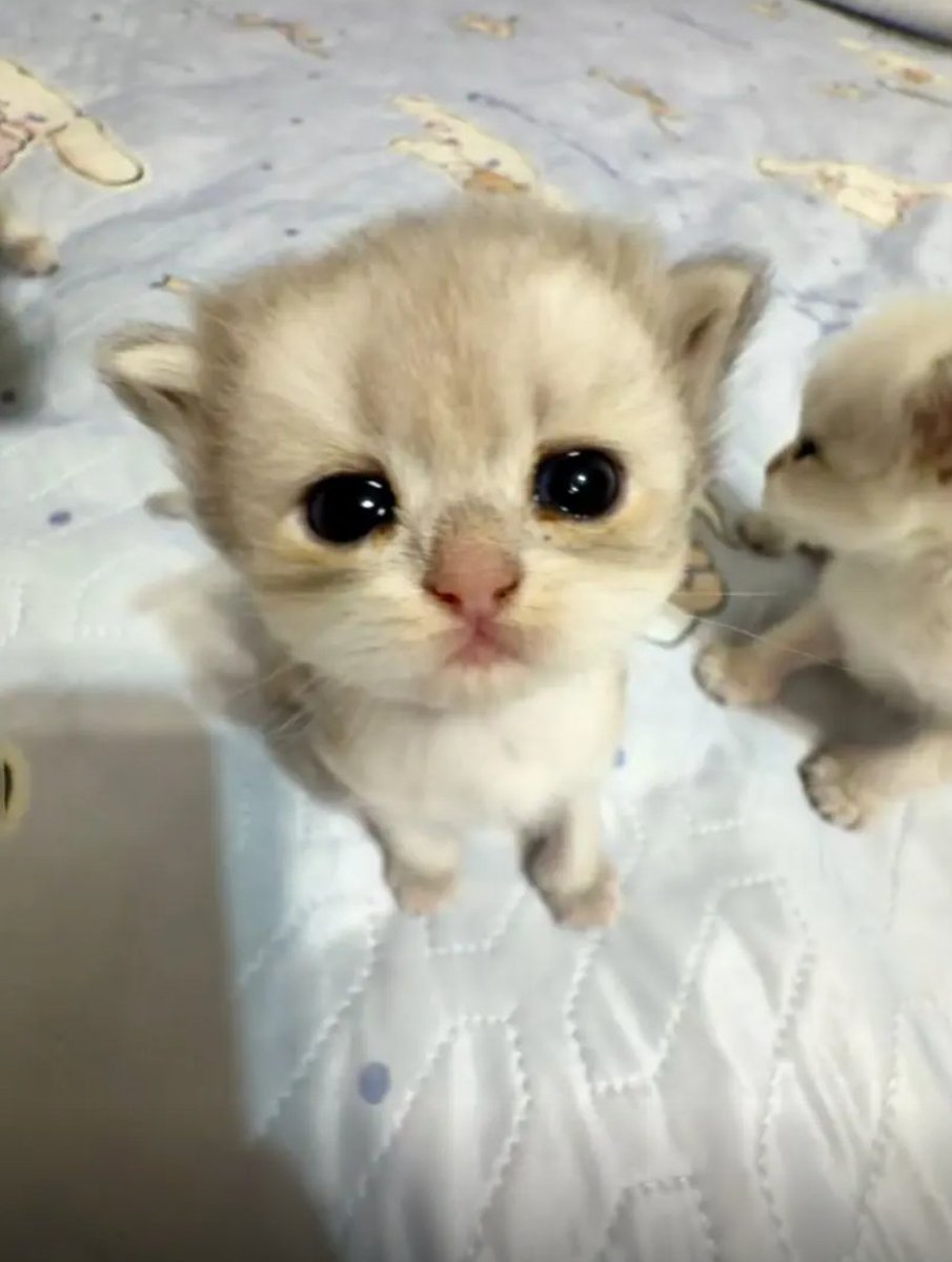 culKitten's tweet photo. 小猫咪有点难过了，因为它没有吃饱。 https://t.co/E204mZAtGL