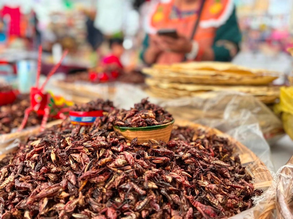 DGINDDECULT's tweet photo. La cultura gastronómica de nuestros pueblos y comunidades es también una forma de preservar la memoria. 🌿
En la XII FCIPBO puedes descubrir y disfrutar parte de esta riqueza a través de sus sabores. 

📍 Zócalo de la Ciudad de México
📅 Hasta el 23 de agosto

¡Te esperamos! https://t.co/ov9LIMfK5G