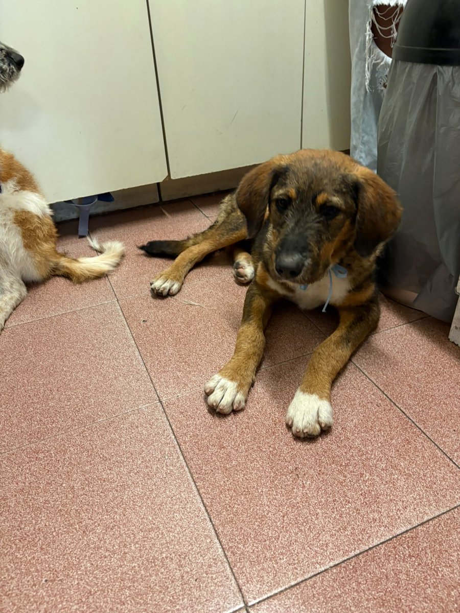 firulaisasalvo's tweet photo. Estas absolutas preciosidades buscan un hogar urgente en la Cdmx 🙏

👉 Cheto
👉 Vela
👉 Hércules 

Tienen 6 meses, ya cuentan con sus vacunas 🤗

¿Me ayudan con muchos rts? 🙏❤️

Si quieren adoptar o ser hogar temporal 
+52 55 5416 1413 https://t.co/qktK5G4CPv