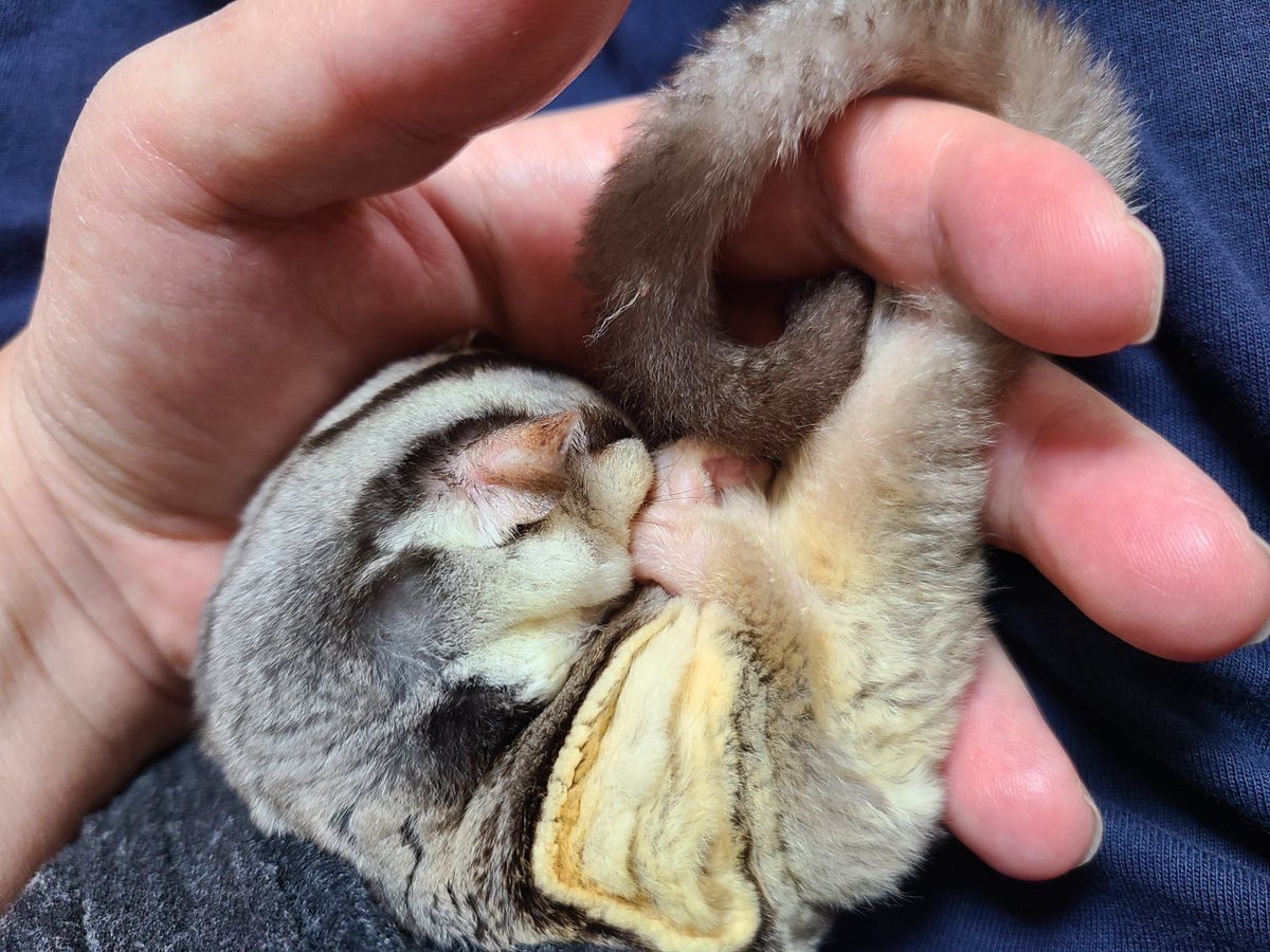Nojyoko57's tweet photo. かいぬしうんこでるでた！

ってバタバタしてスッキリしたのか抱っこ寝に来て爆睡。
出た直後は腫れがちだけど治まってる。
えらいよ饅頭。 https://t.co/Yd457HcigS