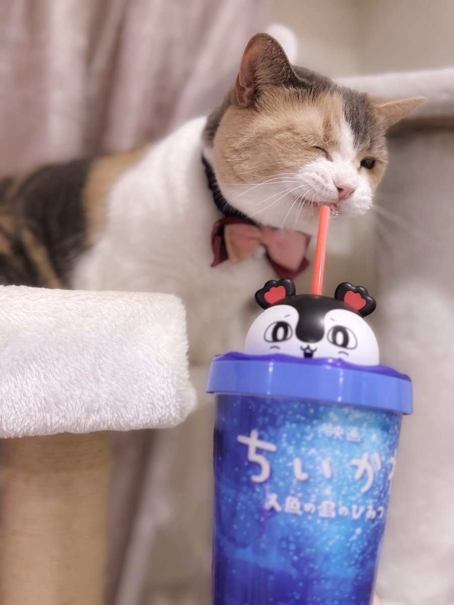 purin_202107's tweet photo. こ、こりはセイレーンにゃ https://t.co/lOXUcVBjgc