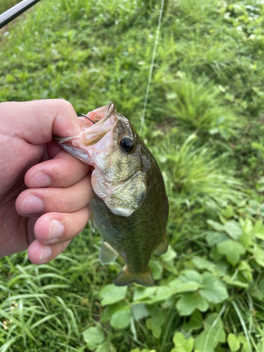 2nd_fair_just's tweet photo. お盆期間、甥っ子が釣りに連れて行って欲しいと言われたので

「何が釣りたいん？？」
って聞いたら、

「ウシガエル釣りたい」

とのこと😅

「何で？？」

って聞いたら、

「調理して食べたい」

と言われ、思わず困惑した顔が、ヒキガエルのようになったデメキンマン🐸

どうやら好きな配信者の動画の影響らしい🎥

これが令和か…

とりあえずバスは釣れたので、甥っ子は美味しく食べてました🎣

#お盆休みﾃﾞｽ
