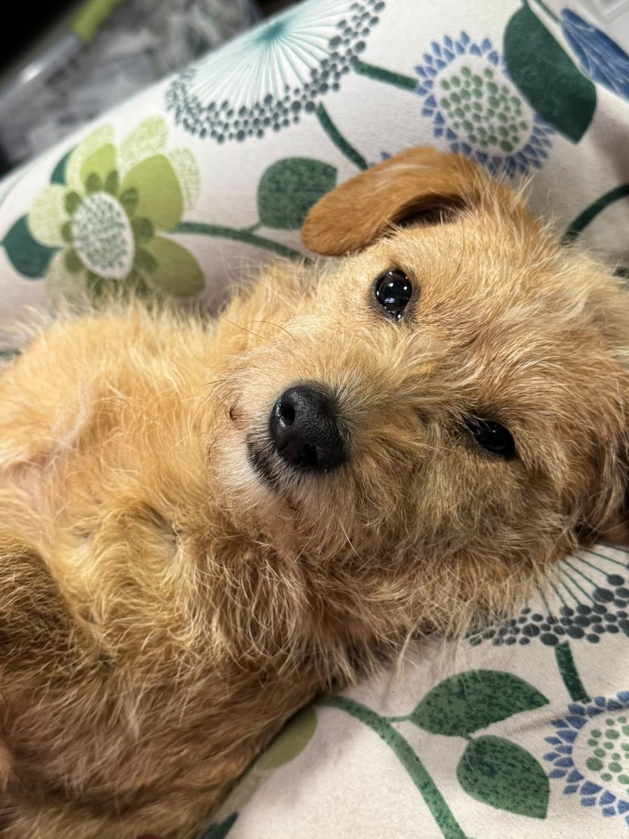 carolinapinoc's tweet photo. La perrunita q quedó huérfana afuera de cesfam donde falleció su mamá humana… busca hogar urgente, solo busca amor para calmar su dolor, es pequeñita d tamaño, como mi pulga chica Fiorella 🥹 Stgo. https://t.co/2O68s3eYil