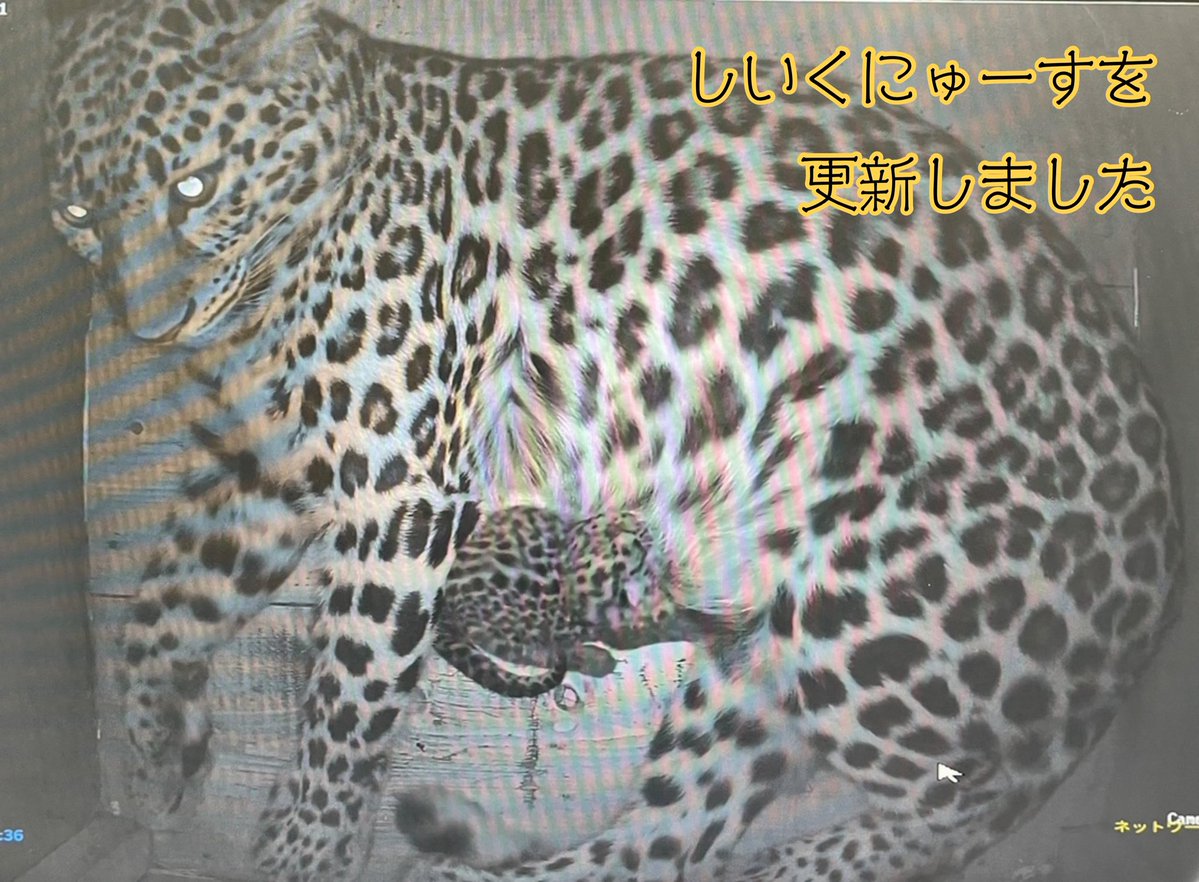 asahiyamazoo1's tweet photo. 【お知らせ】2026-08-14

しいくにゅーすを更新しました

「アムールヒョウが出産しました」

https://t.co/oGfXhT8yXc

詳しくはHPをご覧ください。

#旭山動物園 #asahiyamazoo https://t.co/gPT7HWXTXJ