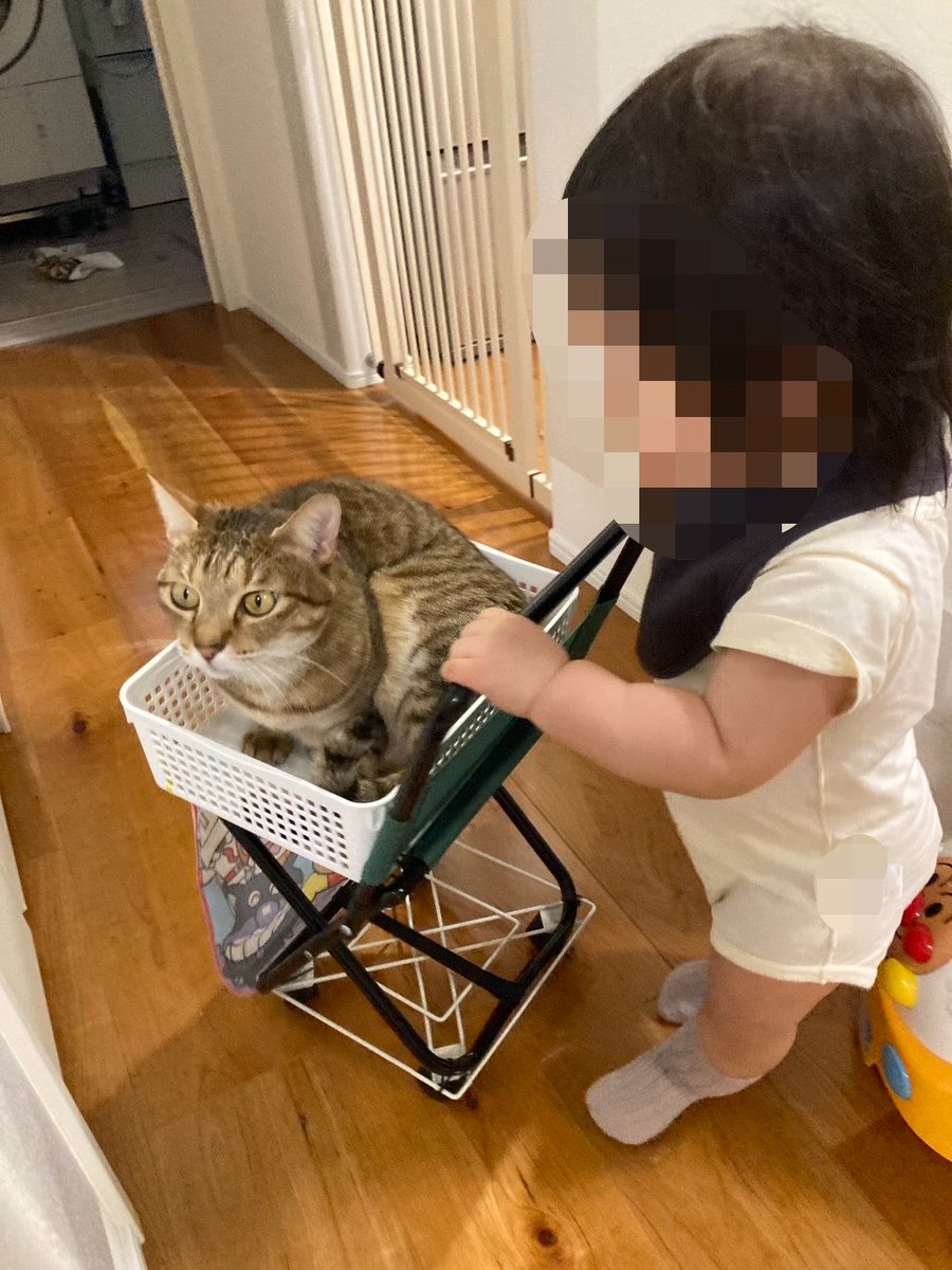 zanuff_c's tweet photo. 今日も猫乗せてカート爆走させてる https://t.co/ZYnPYV1rBf