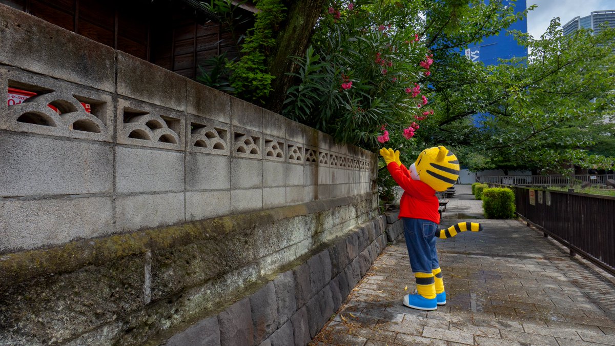 shima_official's tweet photo. おや？しまじろう　フットワーク軽いね！ https://t.co/HXCKs5j3fK