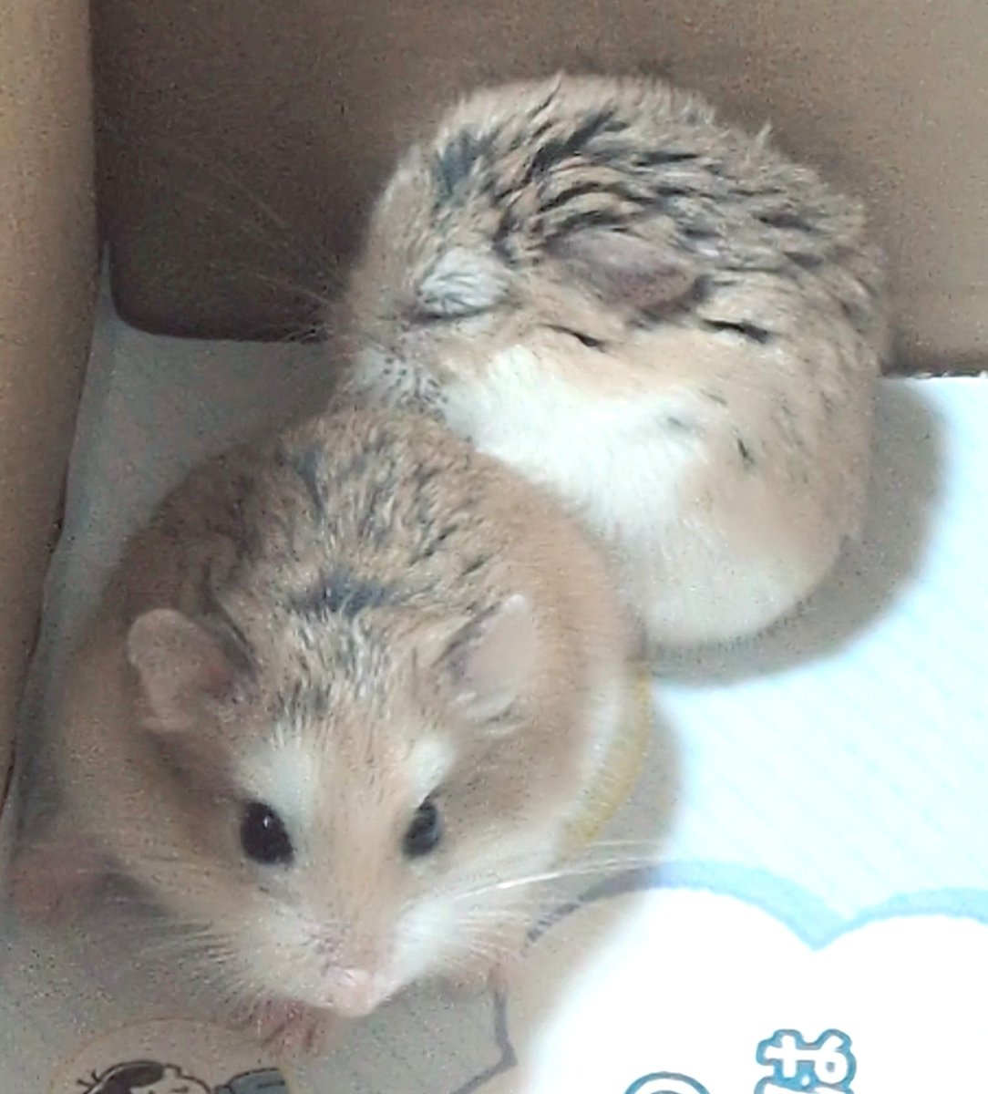 sagano53's tweet photo. 皆様おはようございます❕️

家でハムスター2匹飼ってるんだけど、昨日のタ方に2匹とも脱走して、しゃがみながらずっと追いかけて無事捕獲🐹！

でも朝起きたら腰や背骨が痛くて朝からちょっと災難だけど今日も頑張ろう〜！

#おはようＶライバー 
#IRIAM準備中 https://t.co/6Kb1vf4iAj