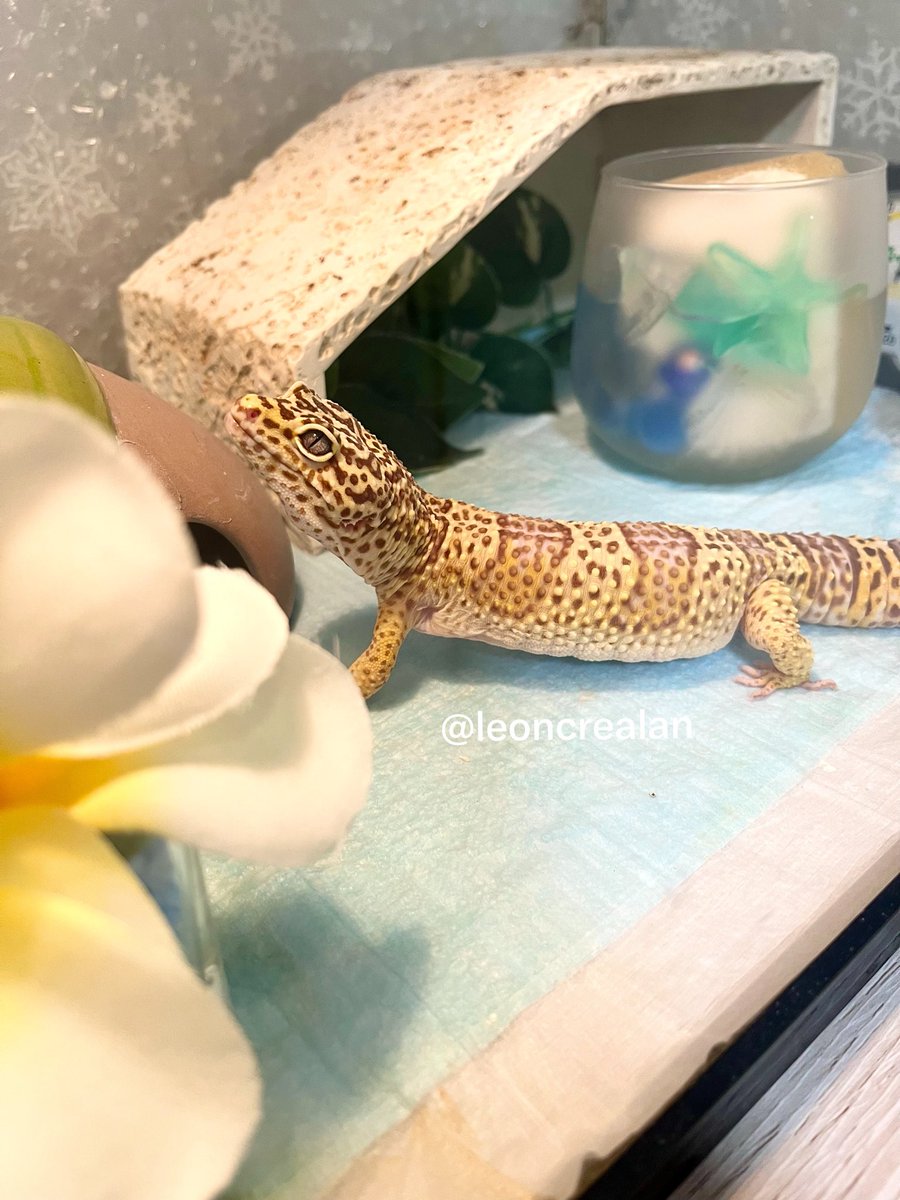 leoncrealan's tweet photo. 優しいお顔をしてる気がします

#爬虫類
#レオパ
#ヒョウモントカゲモドキ https://t.co/xJfo3Vd9SV