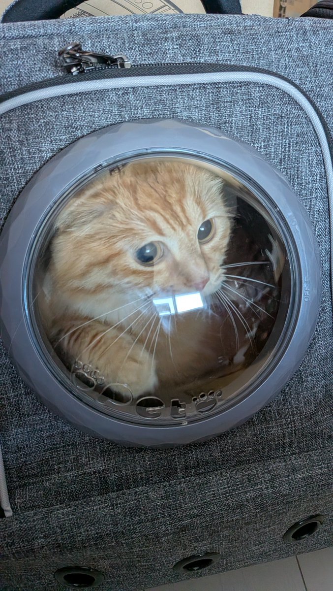 Kukuna0928's tweet photo. 引っ越しの間は一時的に預かり…。すぐ会えるからねー！
#サイベリアン　#猫のいる暮らし　#猫好きさんと繋がりたい https://t.co/75v3wyW2Fa