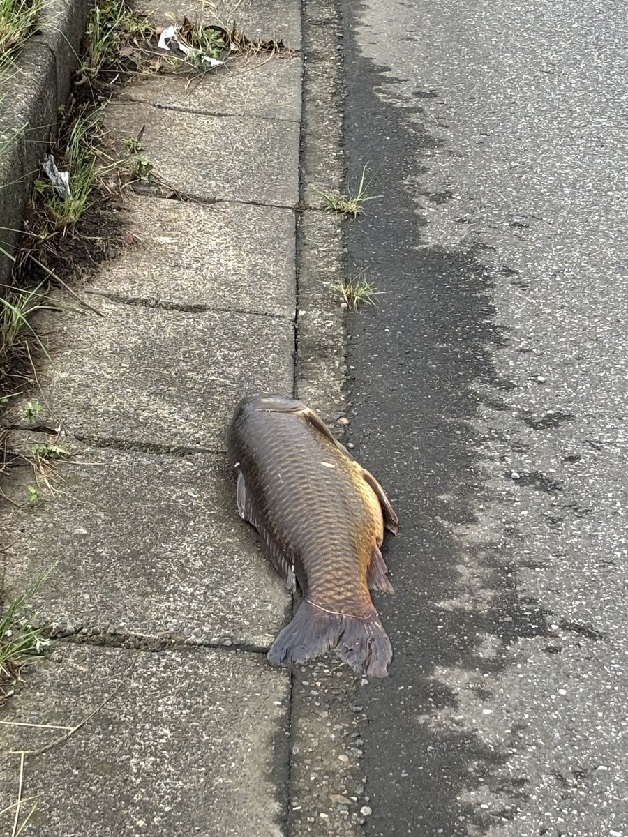 yae_aki's tweet photo. 464号上り方面の白井駅付近でデカい鯉が https://t.co/NpgnMiNoDS