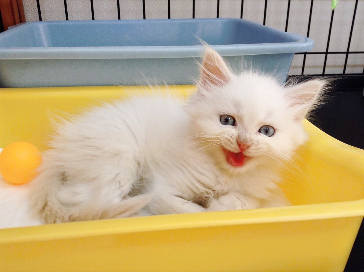 catcafenyankoto's tweet photo. 仔猫時代のおじい👨🏻‍🦳
あまりの可愛さに伝説級に語り継がれてれいるおじいの仔猫時代
今では耳と顔の中心は色が濃いのが特徴ですが、当時は真っ白で幼い顔にブルーのお目々でどこかの王族の血でも入ってるんじゃないかってぐらい高貴な見た目でした✨
#にゃんこと #猫カフェ #猫 #空メモリアル https://t.co/PRCOE1RG4y
