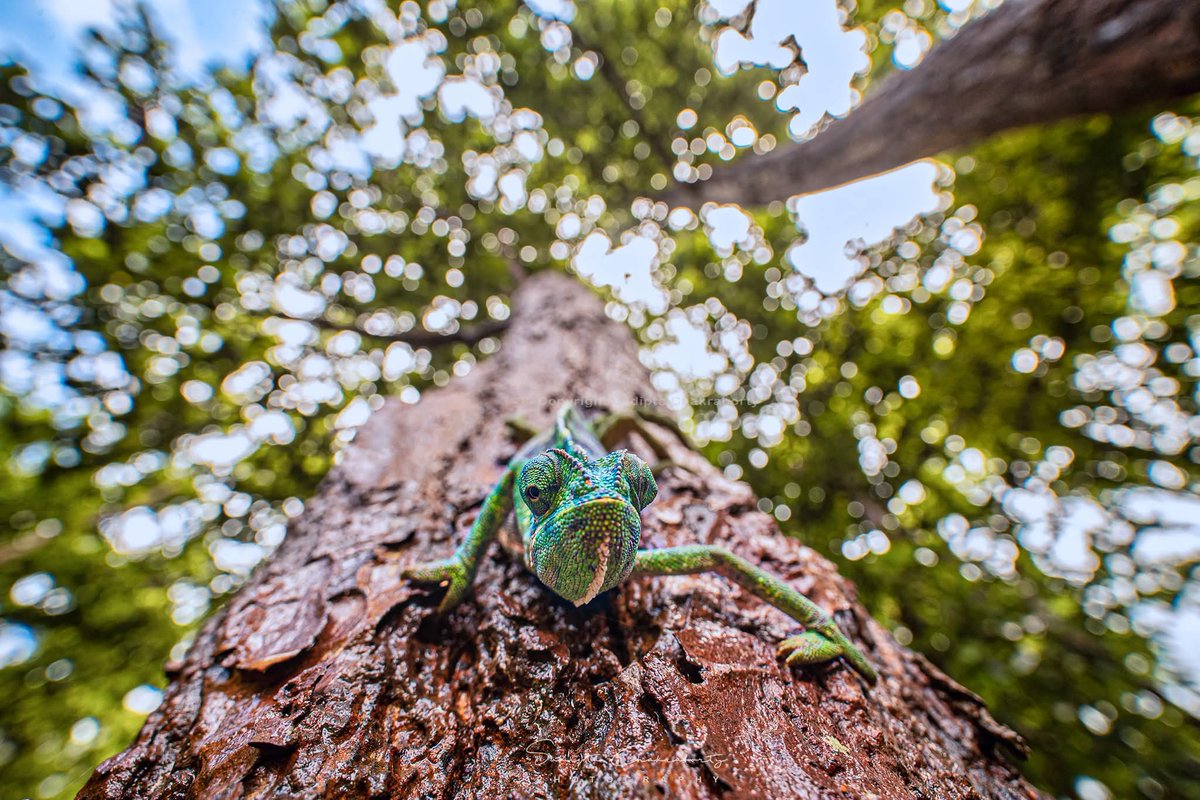 sudiptaimages's tweet photo. 🦎 WORLD LIZARD DAY

#WorldLizardDay #LizardDay #LizardsOfInstagram #LizardPhotography #ReptilePhotography #ReptilesOfInstagram #WildlifePhotography #WildlifePhotographer #NaturePhotography #WildlifeLovers #ReptileLovers #WildlifeConservation #NatureConservation #Biodiversity https://t.co/c1qE4iBUgx