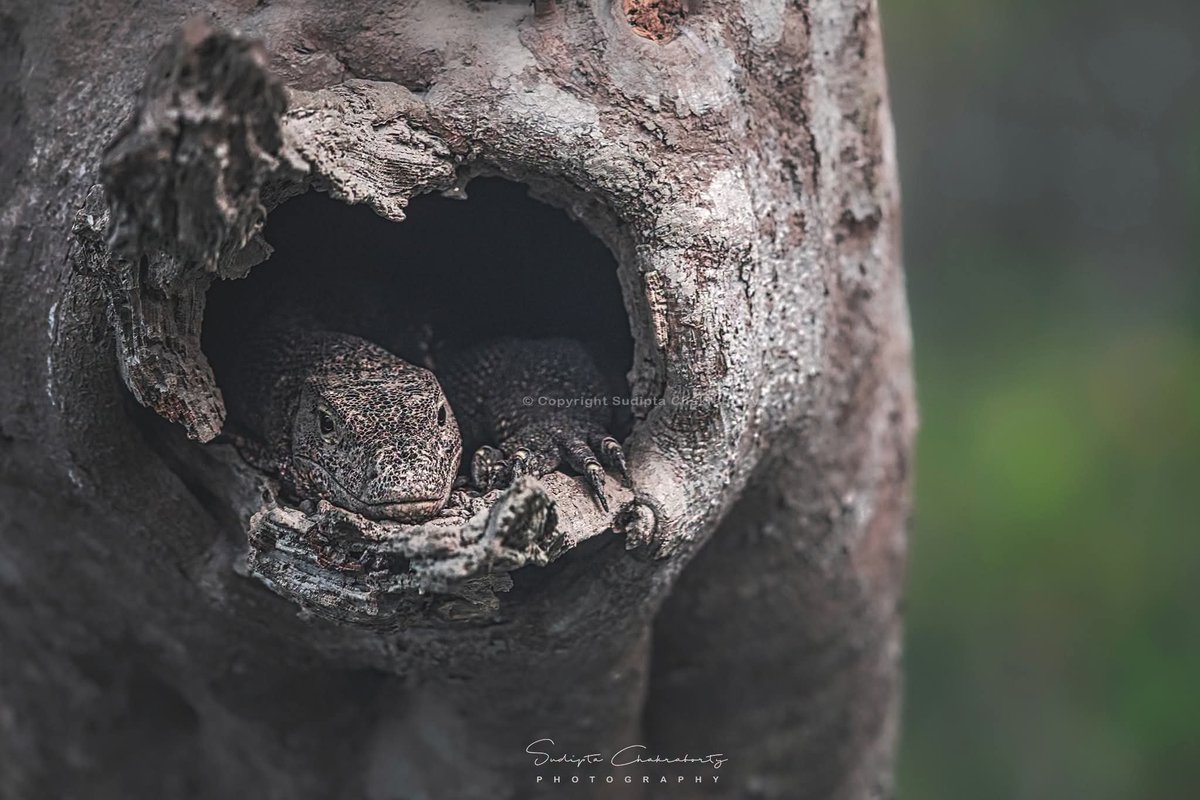 sudiptaimages's tweet photo. 🦎 WORLD LIZARD DAY

#WorldLizardDay #LizardDay #LizardsOfInstagram #LizardPhotography #ReptilePhotography #ReptilesOfInstagram #WildlifePhotography #WildlifePhotographer #NaturePhotography #WildlifeLovers #ReptileLovers #WildlifeConservation #NatureConservation #Biodiversity https://t.co/c1qE4iBUgx