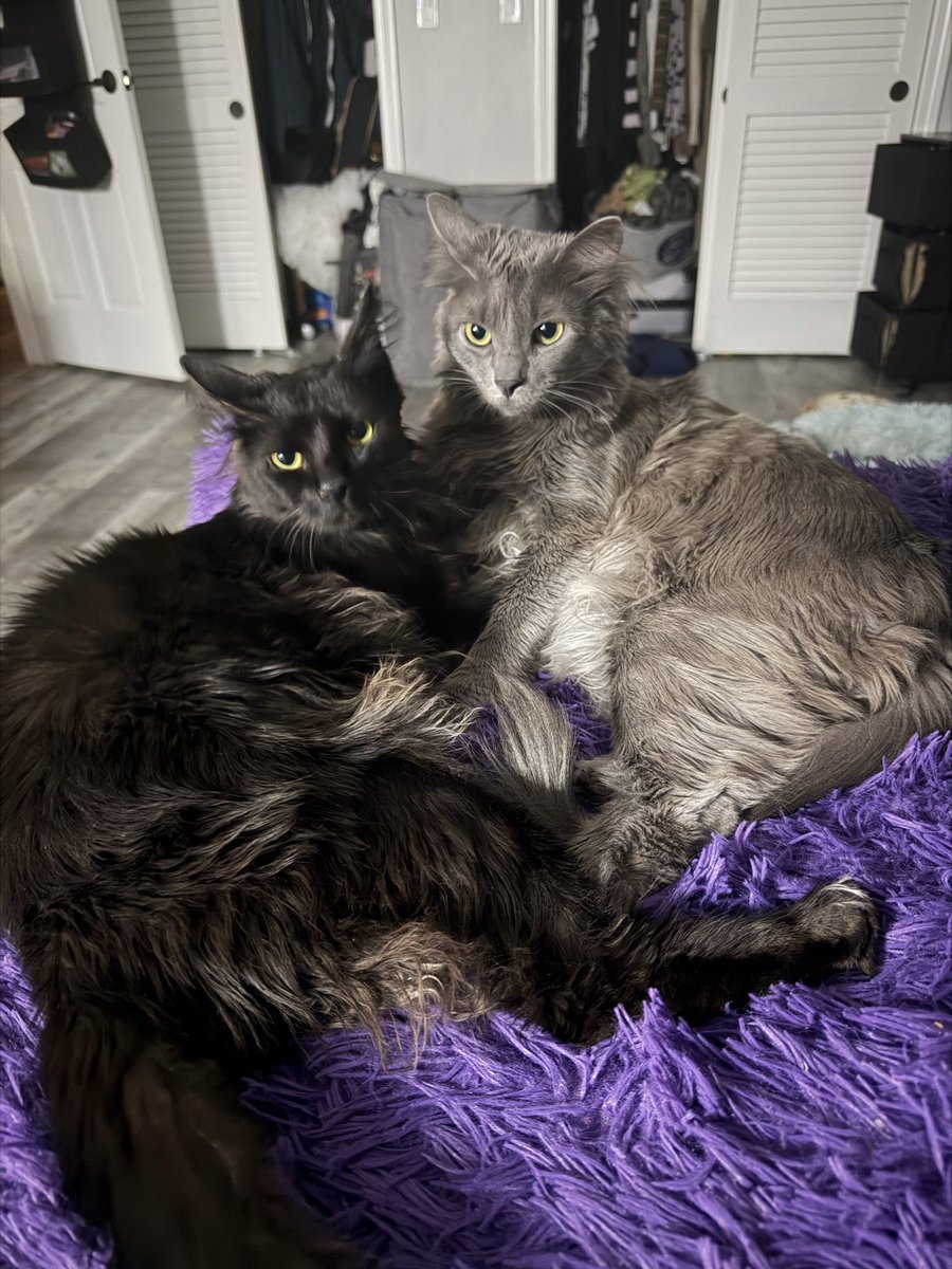 wompwompaj's tweet photo. my boys are so handsome https://t.co/T14myvvXYu