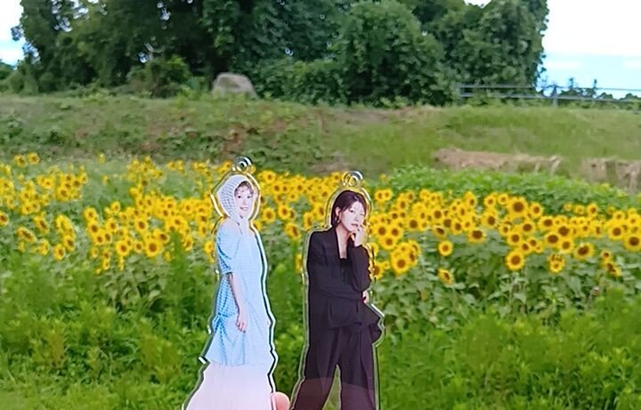 negifan_ibisKNM's tweet photo. #Nao☆(#Negicco)「向日葵の歌」より
「♪夏の空に咲く太陽 みんなを照らす向日葵〜」
両津地区住吉の向日葵畑。
ぽんちゃのアクスタ連れてきた。
#Megu https://t.co/YZ3CxyNfD8