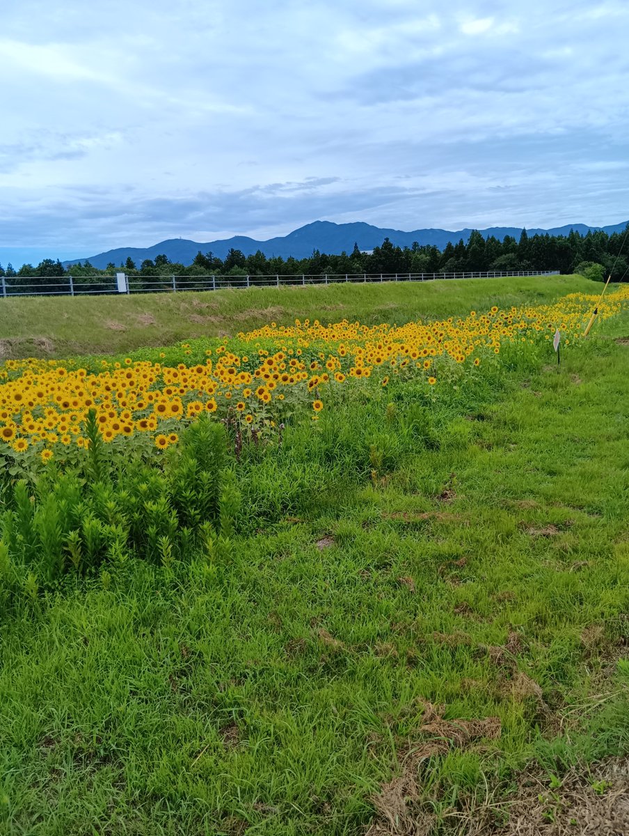 negifan_ibisKNM's tweet photo. #Nao☆(#Negicco)「向日葵の歌」より
「♪夏の空に咲く太陽 みんなを照らす向日葵〜」
両津地区住吉の向日葵畑。
ぽんちゃのアクスタ連れてきた。
#Megu https://t.co/YZ3CxyNfD8