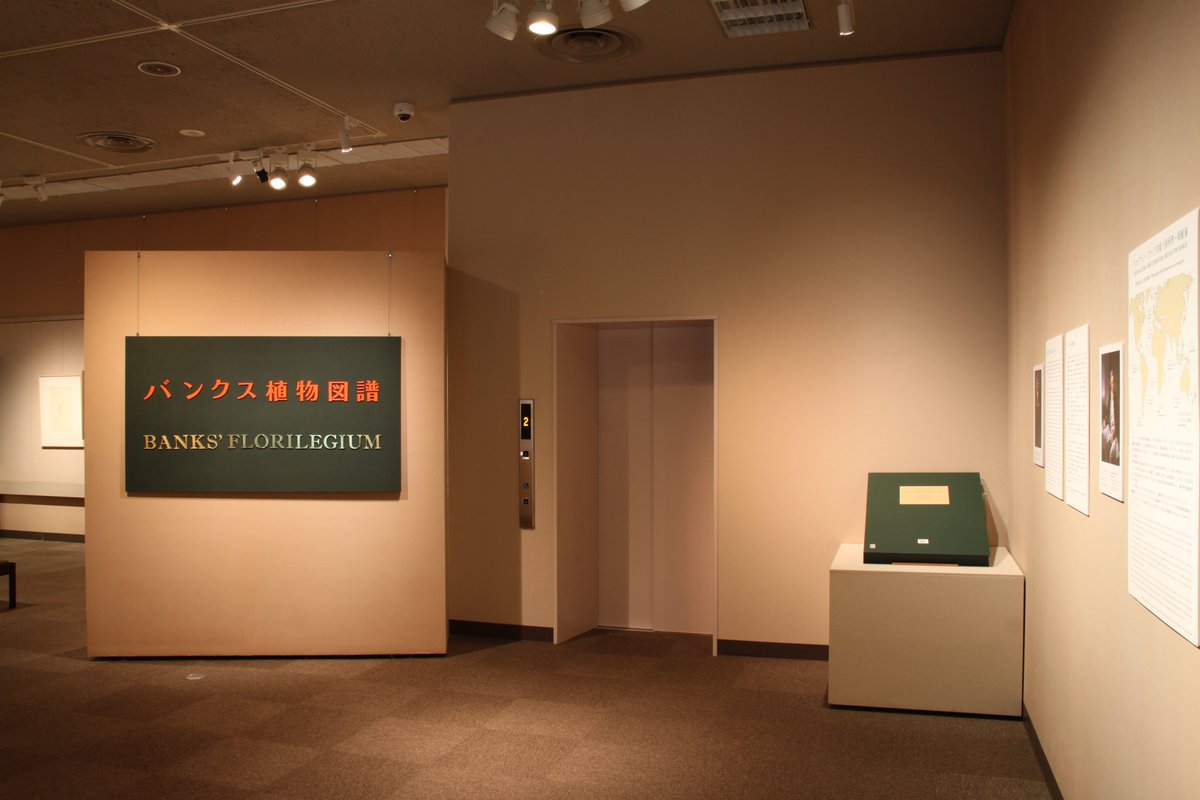 ICU_museum's tweet photo. 【特別開館！】本日14日はオープンキャンパスのため、湯浅記念館は10時～16時まで開館します。特別展「バンクス植物図譜」をご覧いただける最後のチャンス！
館内涼しくしていますので、ゆったり静かにお過ごしいただけます。受験生も一般の方も、どうぞお運びください！
#国際基督教大学
#ICU https://t.co/pnJthE38sR