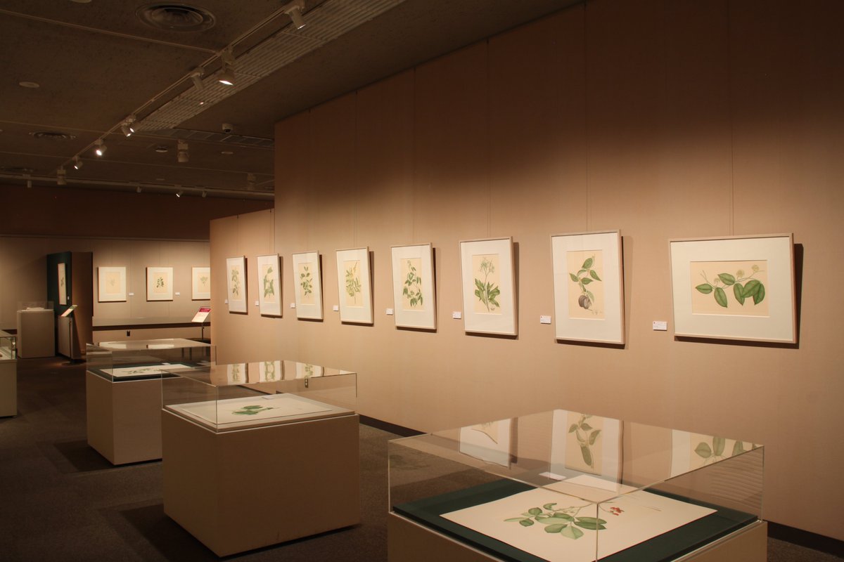 ICU_museum's tweet photo. 【特別開館！】本日14日はオープンキャンパスのため、湯浅記念館は10時～16時まで開館します。特別展「バンクス植物図譜」をご覧いただける最後のチャンス！
館内涼しくしていますので、ゆったり静かにお過ごしいただけます。受験生も一般の方も、どうぞお運びください！
#国際基督教大学
#ICU https://t.co/pnJthE38sR