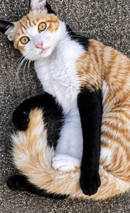 Stephanie238a's tweet photo. pretty cat wearing black gloves https://t.co/XJvZRF59FM