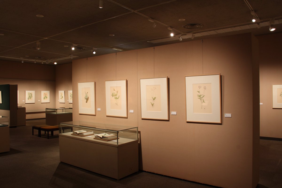 ICU_museum's tweet photo. 【特別開館！】本日14日はオープンキャンパスのため、湯浅記念館は10時～16時まで開館します。特別展「バンクス植物図譜」をご覧いただける最後のチャンス！
館内涼しくしていますので、ゆったり静かにお過ごしいただけます。受験生も一般の方も、どうぞお運びください！
#国際基督教大学
#ICU https://t.co/pnJthE38sR