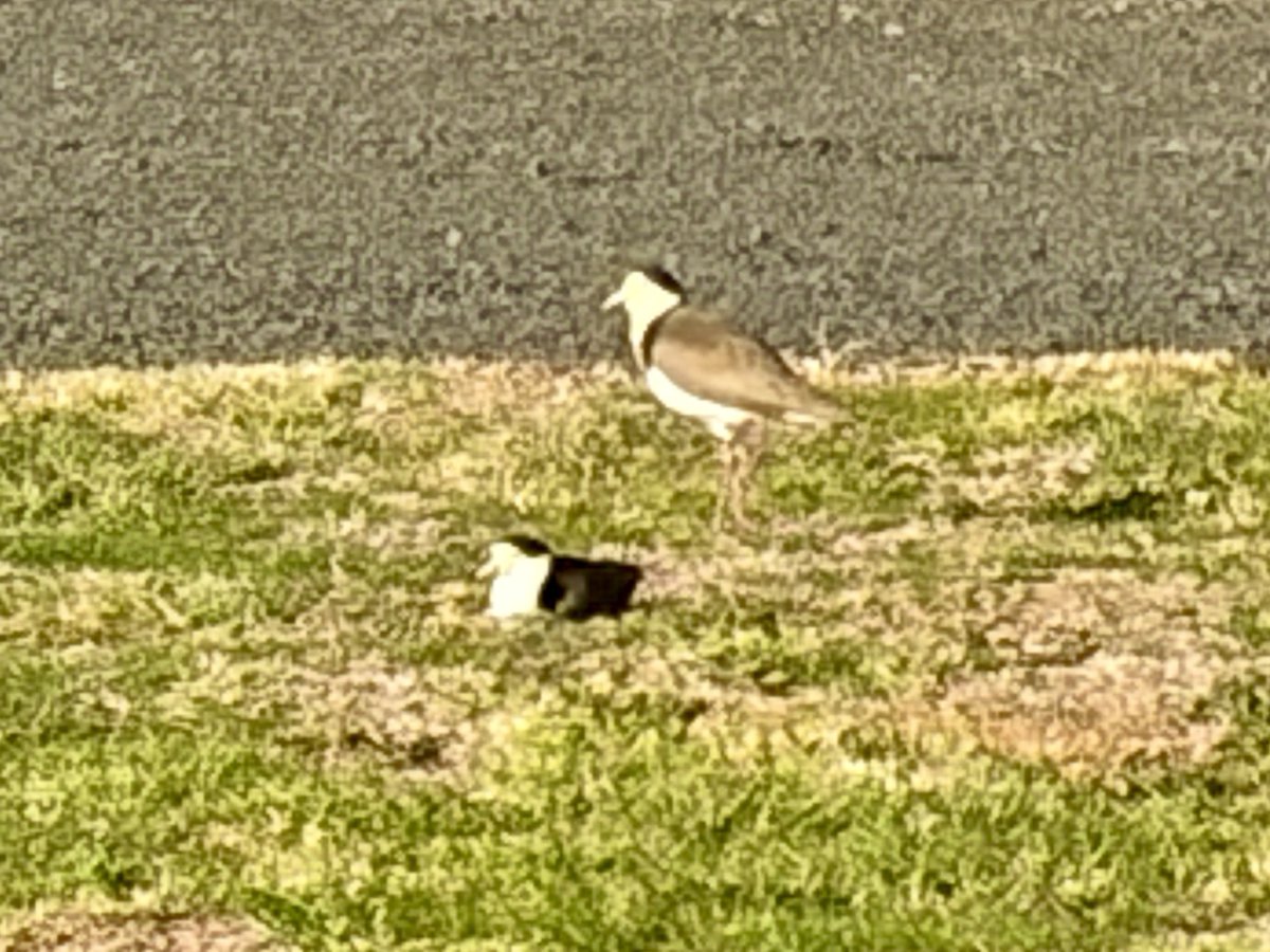 Yuidon26's tweet photo. 鳥さんがお庭に卵を産んでから約1週間🥚
パパ鳥とママ鳥が交代で雨にも負けず風にも負けず頑張ってるよ🤗
後2-3週間かかるのかな🙄
初日から観察日記つけとけば良かった😅 https://t.co/ydIhViQkTz