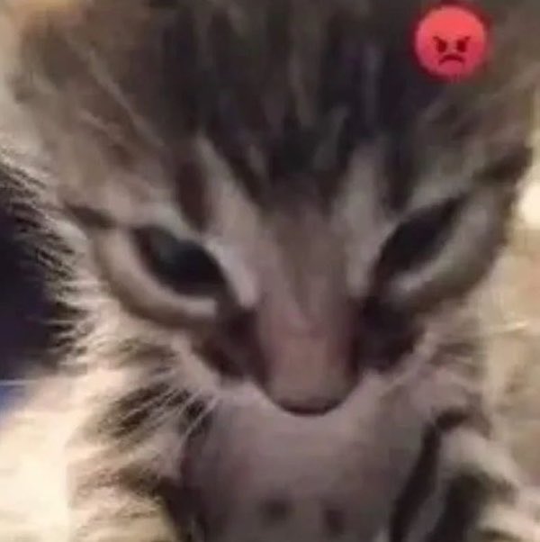 martiniszn's tweet photo. 💢😾 https://t.co/mnlqNsP4SC