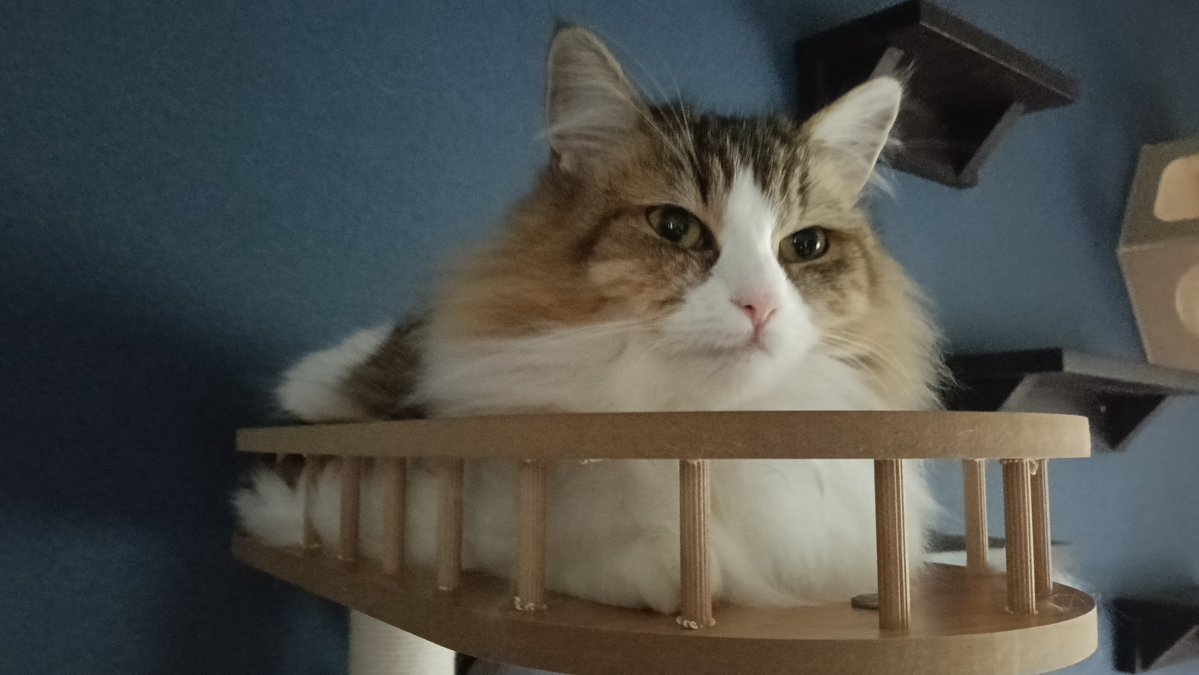 kanta0526's tweet photo. かんただけよ。

いまだにキャットタワーで寛いでくれるのは。

あっあっ
でもカメラ向けるとスマホ奪おうとするのはヤメテ！

#ラガマフィン https://t.co/9hW27WcDjj