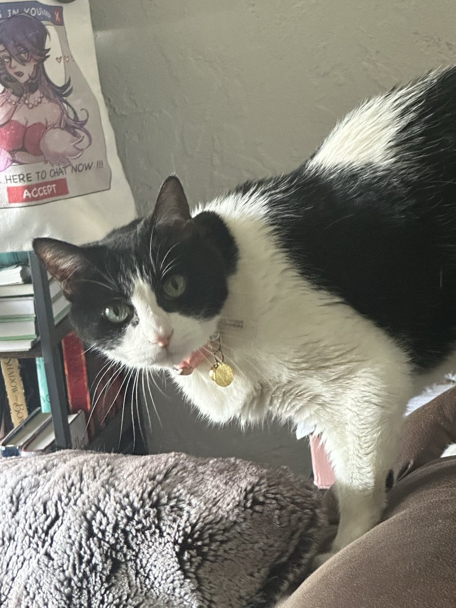 CeeOtakuVT's tweet photo. My cat seriously just stares into my soul sometimes and I feel like she’s judging me harshly for always wearing sweatpants https://t.co/azMIpaFQjY