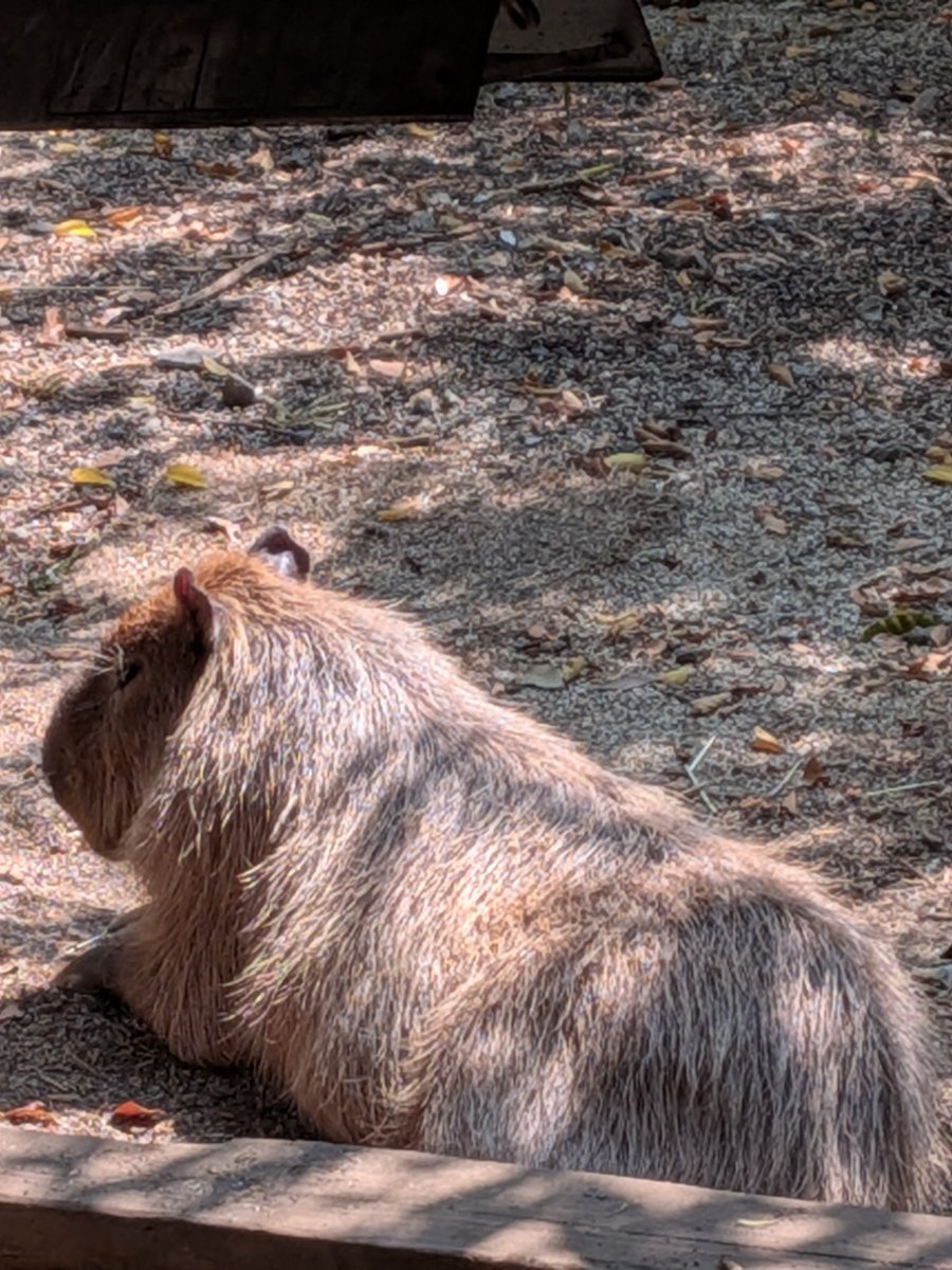 ishigameP's tweet photo. 本日まで被災者支援で無料です。
#熊本市動植物園 https://t.co/yY2XJGZpuc