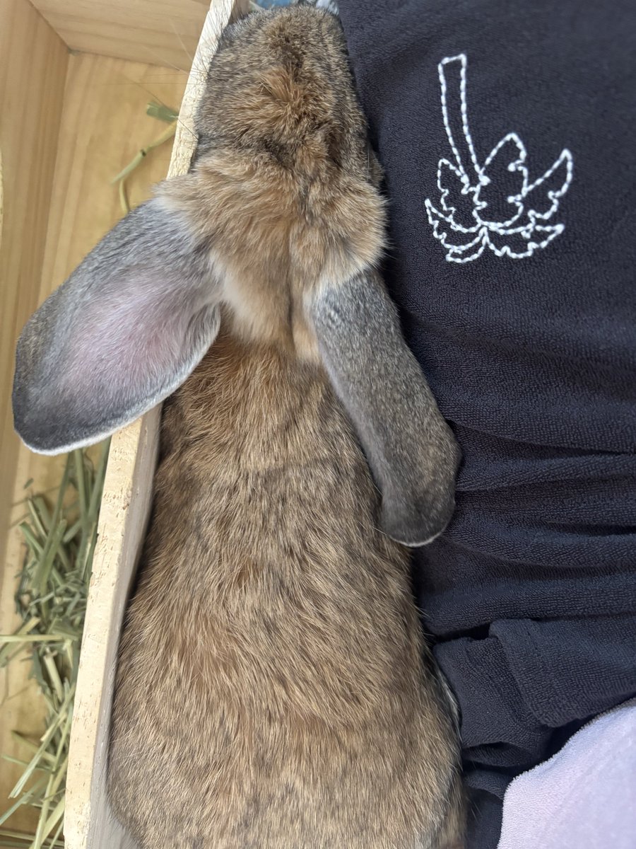 s0n_421's tweet photo. 掃除してたら隙間に寝に来た🐰 https://t.co/zqOlttGbvn