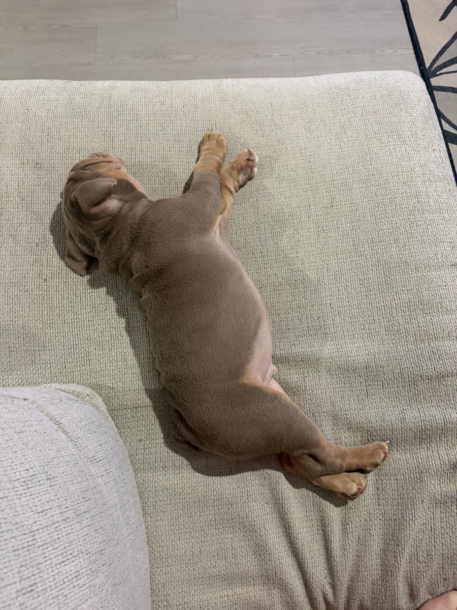 kittenprincezz's tweet photo. How did my puppy get so big https://t.co/DFYUmql41r