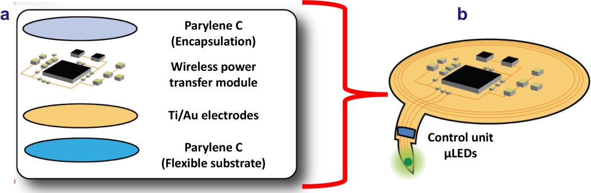 OptoElectronAdv's tweet photo. #OEA_highlight A flexible wireless system for prospective photodynamic therapy applications https://t.co/UJRHt0Quxg by Prof. #Rolan_Mansour @UofGlasgow #photodynamic #therapy #bladder #cancer #urothelial #carcinoma #microsystem #flexible #implantable #biomedical #micro_LED https://t.co/lMWESNyTFn